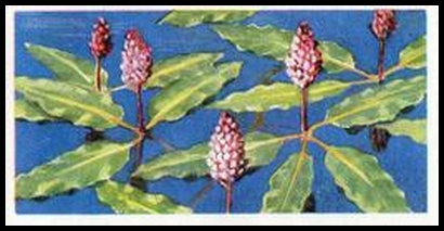 26 Amphibious Persicaria